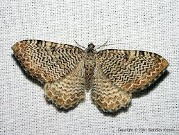 Attēlu rezultāti vaicājumam “Hydria undulata”