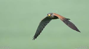 Attēlu rezultāti vaicājumam “Falco tinnunculus adult”