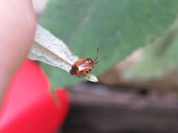 Attēlu rezultāti vaicājumam “Deraeocoris ruber imago”