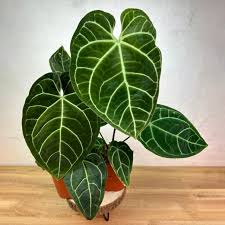 Attēlu rezultāti vaicājumam “Cirsium x rigens leaf”