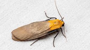 Attēlu rezultāti vaicājumam “Lithosia quadra”