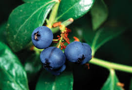 Attēlu rezultāti vaicājumam “Vaccinium myrtillus fruit”