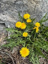 Attēlu rezultāti vaicājumam “Taraxacum officinale aggr. fruit”