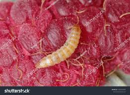 Attēlu rezultāti vaicājumam “Byturus tomentosus”