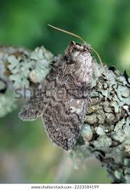 Attēlu rezultāti vaicājumam “Tethea or”