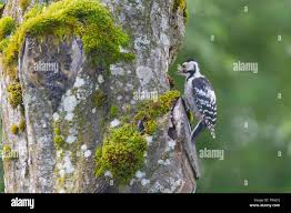 Attēlu rezultāti vaicājumam “Dendrocopos minor female”