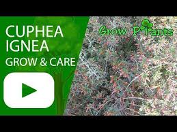 Image result for Cuphea ignea