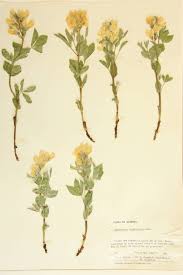 Attēlu rezultāti vaicājumam “Leguminosae”