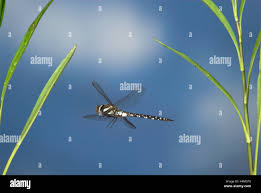 Attēlu rezultāti vaicājumam “Aeshna juncea male”