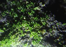 Attēlu rezultāti vaicājumam “Gyroweisia tenuis”