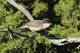 Image result for Sylvia hortensis