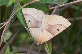 Attēlu rezultāti vaicājumam “Crocallis elinguaria imago”
