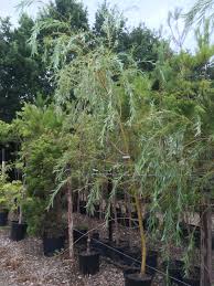 Attēlu rezultāti vaicājumam “Salix x sepulcralis”