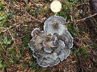 Attēlu rezultāti vaicājumam “Phellodon melaleucus”