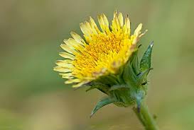 Image result for Agoseris major