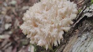 Attēlu rezultāti vaicājumam “Hericium coralloides”