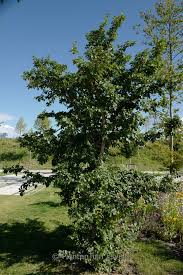 Attēlu rezultāti vaicājumam “Ulmus minor f. suberosa”