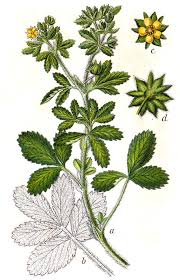 Attēlu rezultāti vaicājumam “Potentilla norvegica”