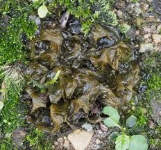 Attēlu rezultāti vaicājumam “Nostoc commune macro”