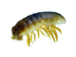 Attēlu rezultāti vaicājumam “Talitrus saltator”