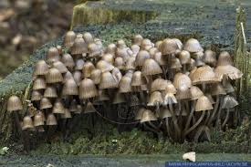 Attēlu rezultāti vaicājumam “Mycena stipata”