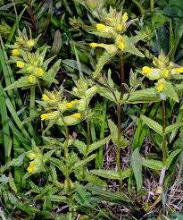 Attēlu rezultāti vaicājumam “Rhinanthus minor”