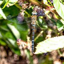 Attēlu rezultāti vaicājumam “Paramesus obtusifrons”