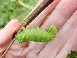 Attēlu rezultāti vaicājumam “Laothoe populi larva”