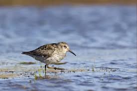 Attēlu rezultāti vaicājumam “Calidris maritima adult”