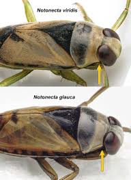 Attēlu rezultāti vaicājumam “Notonecta glauca”