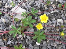Attēlu rezultāti vaicājumam “Potentilla reptans flower”