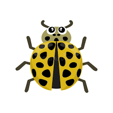 Attēlu rezultāti vaicājumam “Psyllobora vigintiduopunctata”