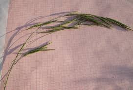 Attēlu rezultāti vaicājumam “Bromopsis benekenii”