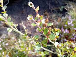 Attēlu rezultāti vaicājumam “Betula nana flower”