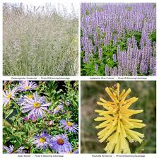 Attēlu rezultāti vaicājumam “Calamagrostis purpurea flower”