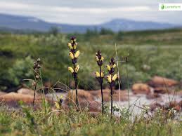 Attēlu rezultāti vaicājumam “Pedicularis sceptrum-carolinum flower”