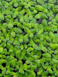 Attēlu rezultāti vaicājumam “Lemna trisulca”