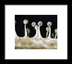 Attēlu rezultāti vaicājumam “Didymium sp.”