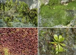 Attēlu rezultāti vaicājumam “Jungermannia sphaerocarpa”