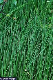 Attēlu rezultāti vaicājumam “Carex nigra”