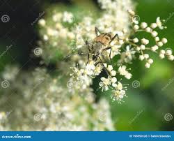 Attēlu rezultāti vaicājumam “Pachyta quadrimaculata”