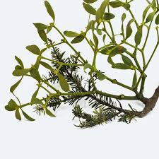 Attēlu rezultāti vaicājumam “Viscum album fruit”