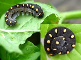 Attēlu rezultāti vaicājumam “Tenthredo mandibularis”