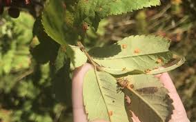 Attēlu rezultāti vaicājumam “Gymnosporangium cornutum”