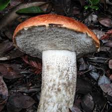 Attēlu rezultāti vaicājumam “Leccinum melaneum”