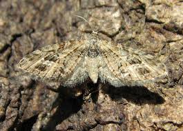 Attēlu rezultāti vaicājumam “Eupithecia exiguata”