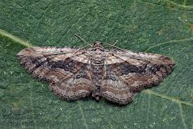 Attēlu rezultāti vaicājumam “Horisme vitalbata”