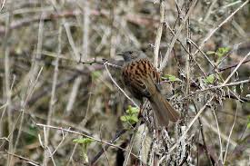 Image result for England Staffordshire Birding Club