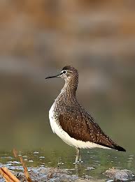 Attēlu rezultāti vaicājumam “Tringa ochropus”