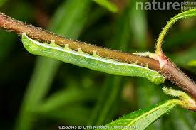 Attēlu rezultāti vaicājumam “Orthosia gothica”